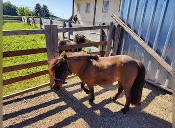 Shetland Ponys, Hengst, 10 Jahre, 85 cm, Dunkelbrauner