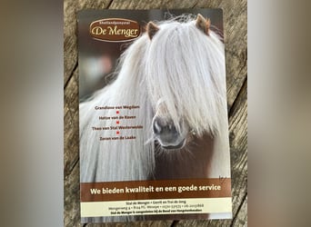 Shetland Ponys, Hengst, 10 Jahre, 96 cm, Hellbrauner