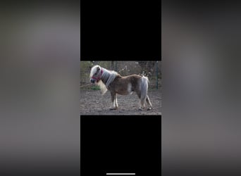 Shetland Ponys, Hengst, 11 Jaar, 75 cm, Grullo