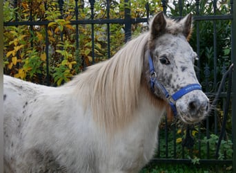 Shetland Ponys, Hengst, 11 Jahre, 90 cm