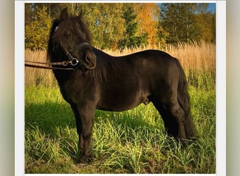 Shetland Ponys, Hengst, 14 Jaar, 103 cm, Zwart