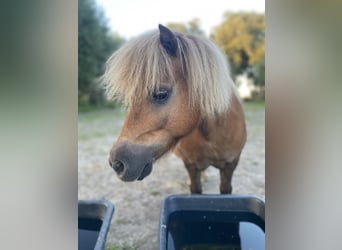 Shetland Ponys, Hengst, 14 Jaar, 88 cm, Vos