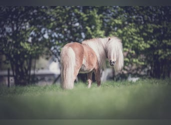 Shetland Ponys, Hengst, 14 Jahre, 83 cm, Fuchs