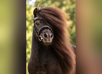 Shetland Ponys, Hengst, 14 Jahre, 85 cm, Rappe