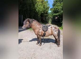 Shetland Ponys, Hengst, 15 Jaar, 105 cm, Appaloosa