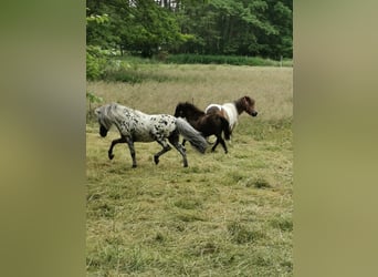 Shetland Ponys, Hengst, 16 Jaar, 107 cm, Appaloosa