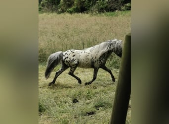 Shetland Ponys, Hengst, 16 Jaar, 107 cm, Appaloosa