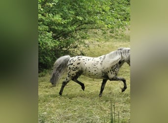 Shetland Ponys, Hengst, 16 Jahre, 107 cm, Tigerschecke