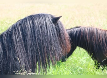 Shetland Ponys, Hengst, 17 Jaar, 103 cm, Zwart