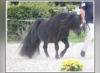 Shetland Ponys, Hengst, 17 Jaar, 103 cm, Zwart