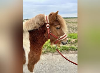 Shetland Ponys, Hengst, 17 Jaar, 110 cm, Gevlekt-paard