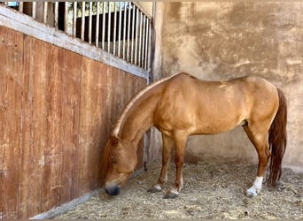 Shetland Ponys, Hengst, 17 Jaar, Vos