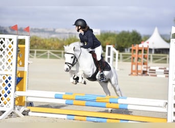 Shetland Ponys, Hengst, 19 Jaar, 110 cm, Gevlekt-paard