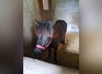Shetland Ponys, Hengst, 1 Jaar, 100 cm