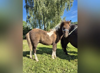 Shetland Ponys, Hengst, 1 Jaar, 100 cm