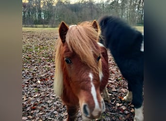 Shetland Ponys, Hengst, 1 Jaar, 100 cm, Tobiano-alle-kleuren