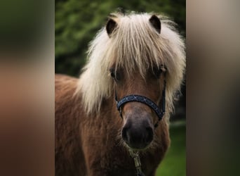 Shetland Ponys, Hengst, 1 Jaar, 100 cm, Vos