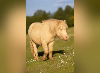 Shetland Ponys, Hengst, 1 Jaar, 102 cm, Perlino