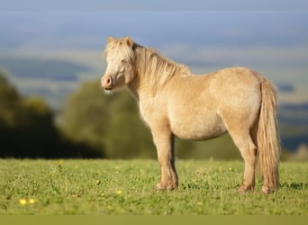 Shetland Ponys, Hengst, 1 Jaar, 102 cm, Perlino
