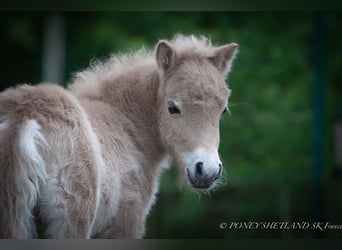 Shetland Ponys, Hengst, 1 Jaar, 102 cm, Vos