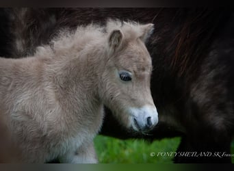 Shetland Ponys, Hengst, 1 Jaar, 102 cm, Vos