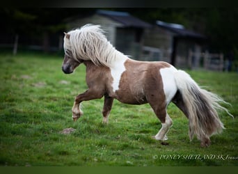 Shetland Ponys, Hengst, 1 Jaar, 102 cm, Vos