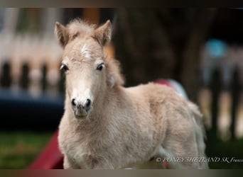 Shetland Ponys, Hengst, 1 Jaar, 102 cm, Vos
