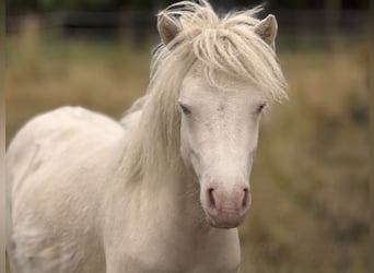 Shetland Ponys, Hengst, 1 Jaar, 103 cm, Perlino
