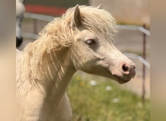 Shetland Ponys, Hengst, 1 Jaar, 103 cm, Perlino