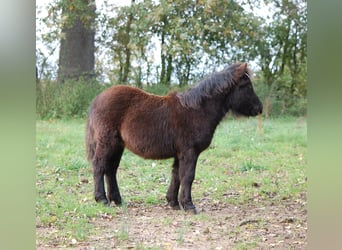 Shetland Ponys, Hengst, 1 Jaar, 103 cm, Zwart