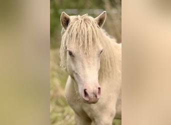 Shetland Ponys, Hengst, 1 Jaar, 104 cm, Perlino