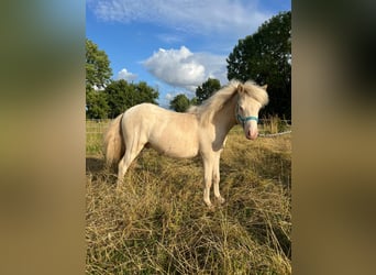 Shetland Ponys, Hengst, 1 Jaar, 104 cm, Perlino