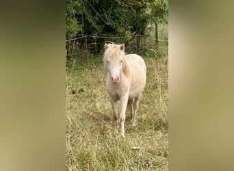 Shetland Ponys, Hengst, 1 Jaar, 104 cm, Perlino