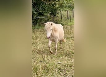 Shetland Ponys, Hengst, 1 Jaar, 104 cm, Perlino