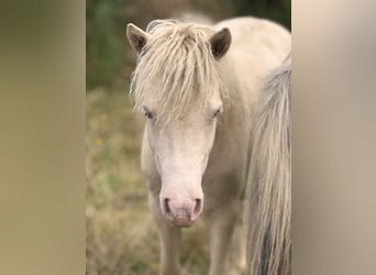 Shetland Ponys, Hengst, 1 Jaar, 104 cm, Perlino