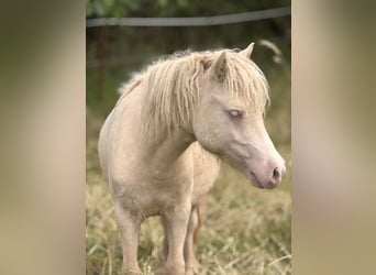 Shetland Ponys, Hengst, 1 Jaar, 104 cm, Perlino