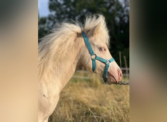 Shetland Ponys, Hengst, 1 Jaar, 104 cm, Perlino