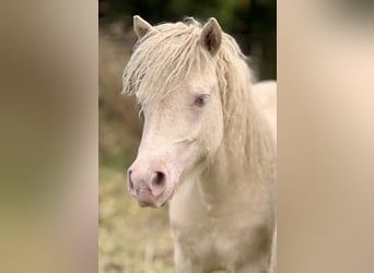 Shetland Ponys, Hengst, 1 Jaar, 104 cm, Perlino