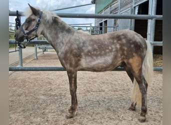 Shetland Ponys, Hengst, 1 Jaar, 104 cm