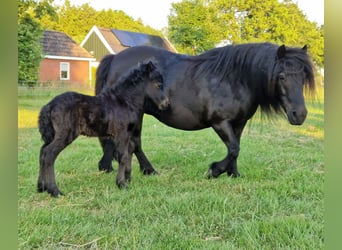 Shetland Ponys, Hengst, 1 Jaar, 104 cm, Zwart