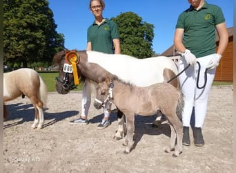 Shetland Ponys, Hengst, 1 Jaar, 105 cm, Falbe