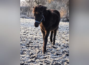 Shetland Ponys, Hengst, 1 Jaar, 108 cm, Zwart