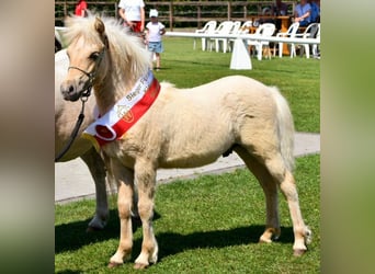 Shetland Ponys, Hengst, 1 Jaar, 110 cm, Falbe