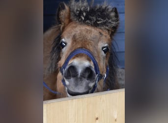 Shetland Ponys, Hengst, 1 Jaar, 110 cm, Falbe