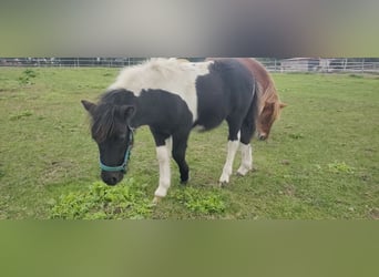 Shetland Ponys, Hengst, 1 Jaar, 110 cm, Gevlekt-paard