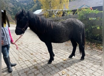 Shetland Ponys Mix, Hengst, 1 Jaar, 110 cm, Schimmel