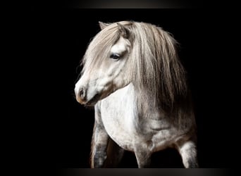 Shetland Ponys, Hengst, 1 Jaar, 110 cm, Zwart