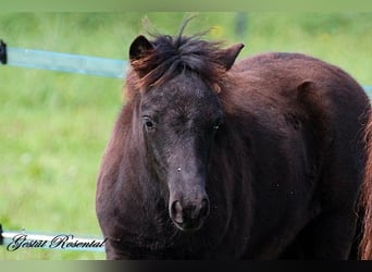 Shetland Ponys, Hengst, 1 Jaar, 110 cm, Zwart