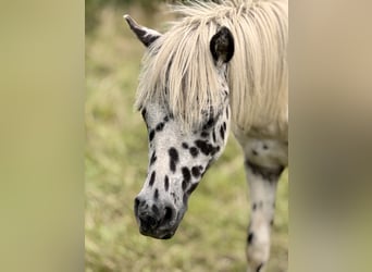 Shetland Ponys, Hengst, 1 Jaar, 113 cm, Appaloosa