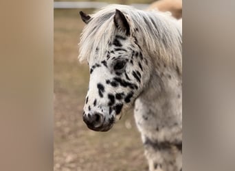 Shetland Ponys, Hengst, 1 Jaar, 113 cm, Appaloosa